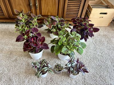 Live Potted Houseplants - Coleus, Tradescantia, and Callisia Repens