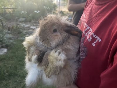 Pedigree Holland lop bunny rabbit