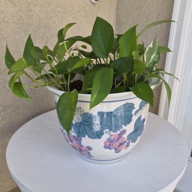 Vintage Pot + Plant
