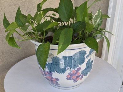 Vintage Pot + Plant