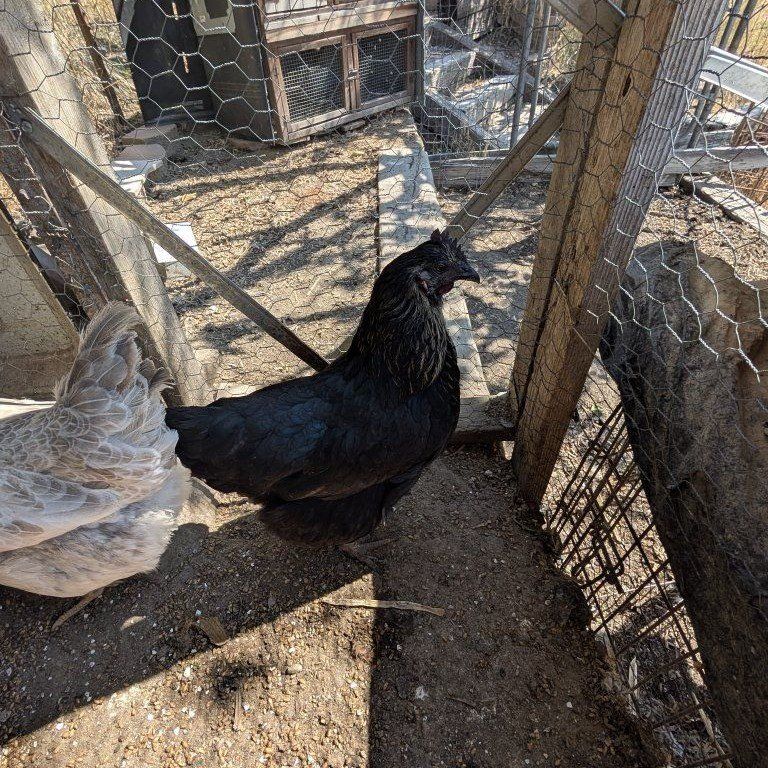 Young hens