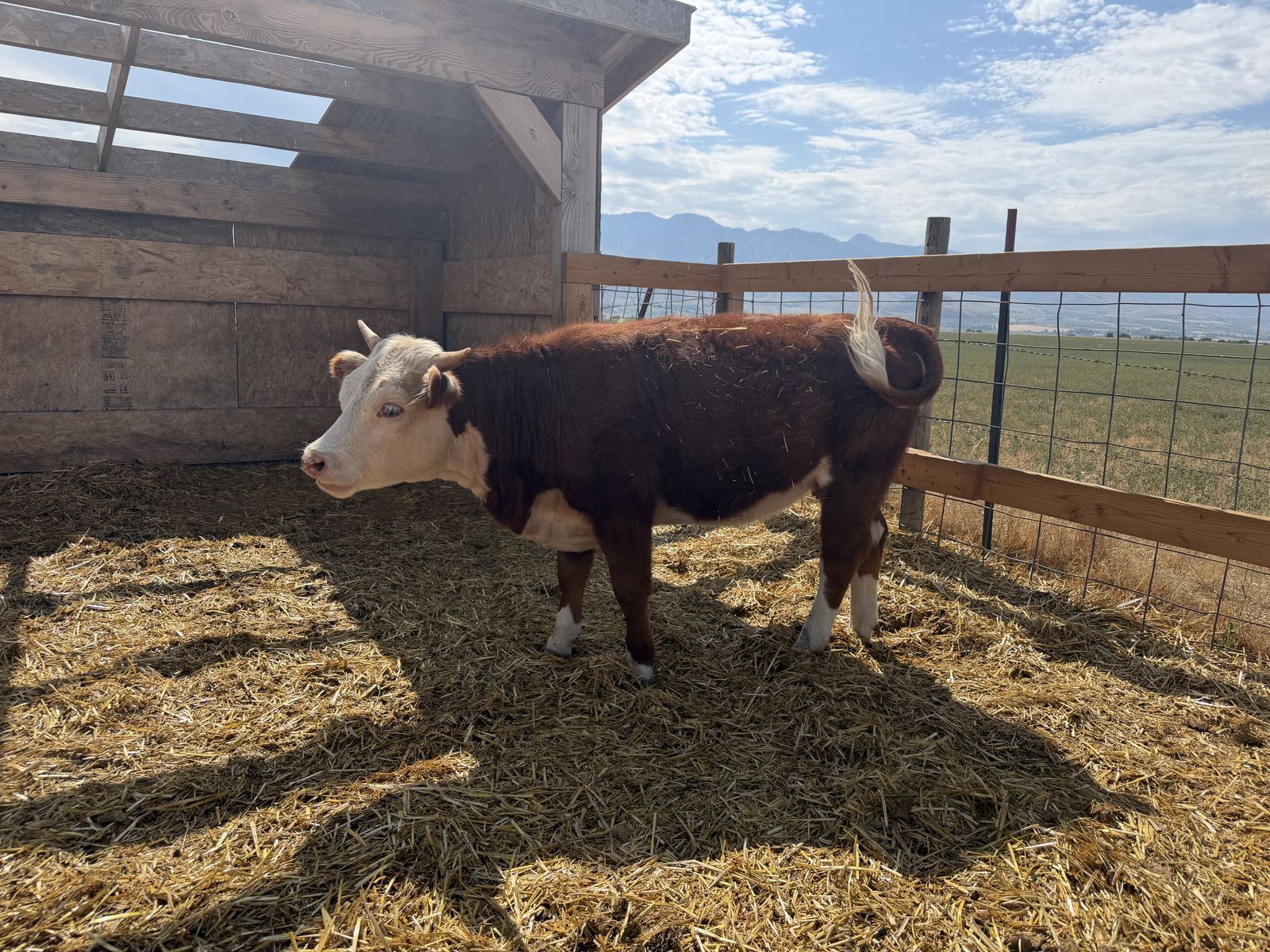 Miniature Hereford Heifers