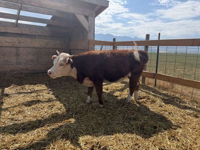 Miniature Hereford Heifers