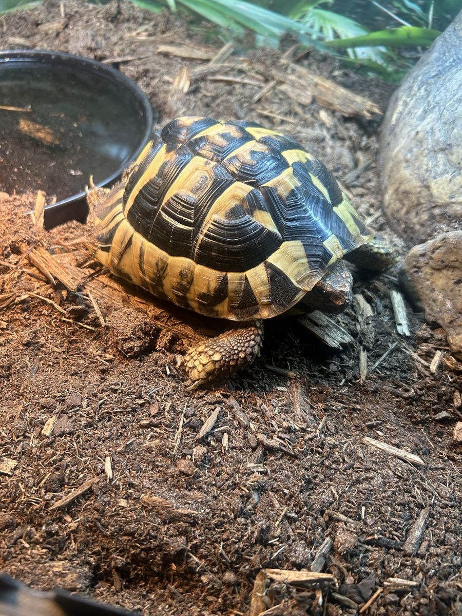 Hermann's tortoise