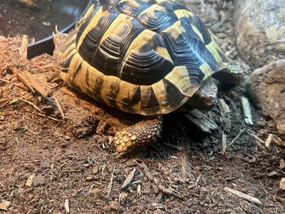 Hermann's tortoise