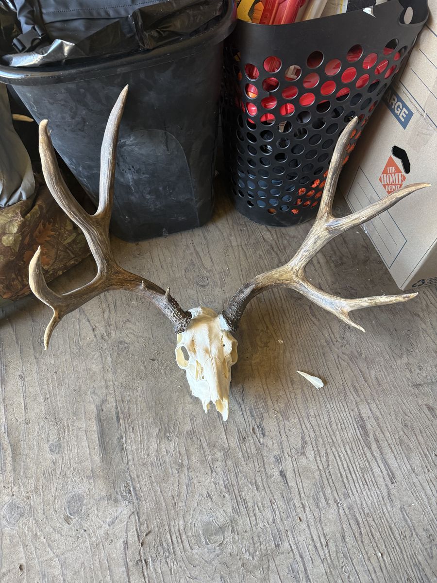 Deer Mount