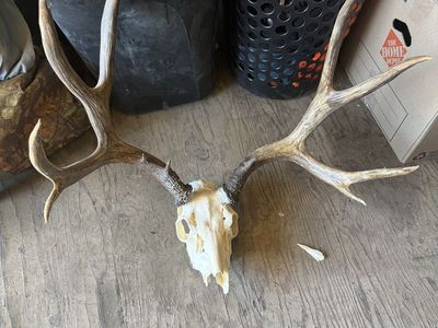 Deer Mount