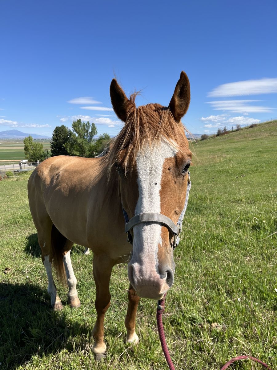 2006 AQHA Red Dun Mare Candy Deck Chick “Candy” broke to ride