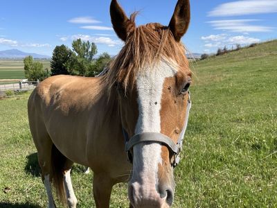 2006 AQHA Red Dun Mare Candy Deck Chick “Candy” broke to ride