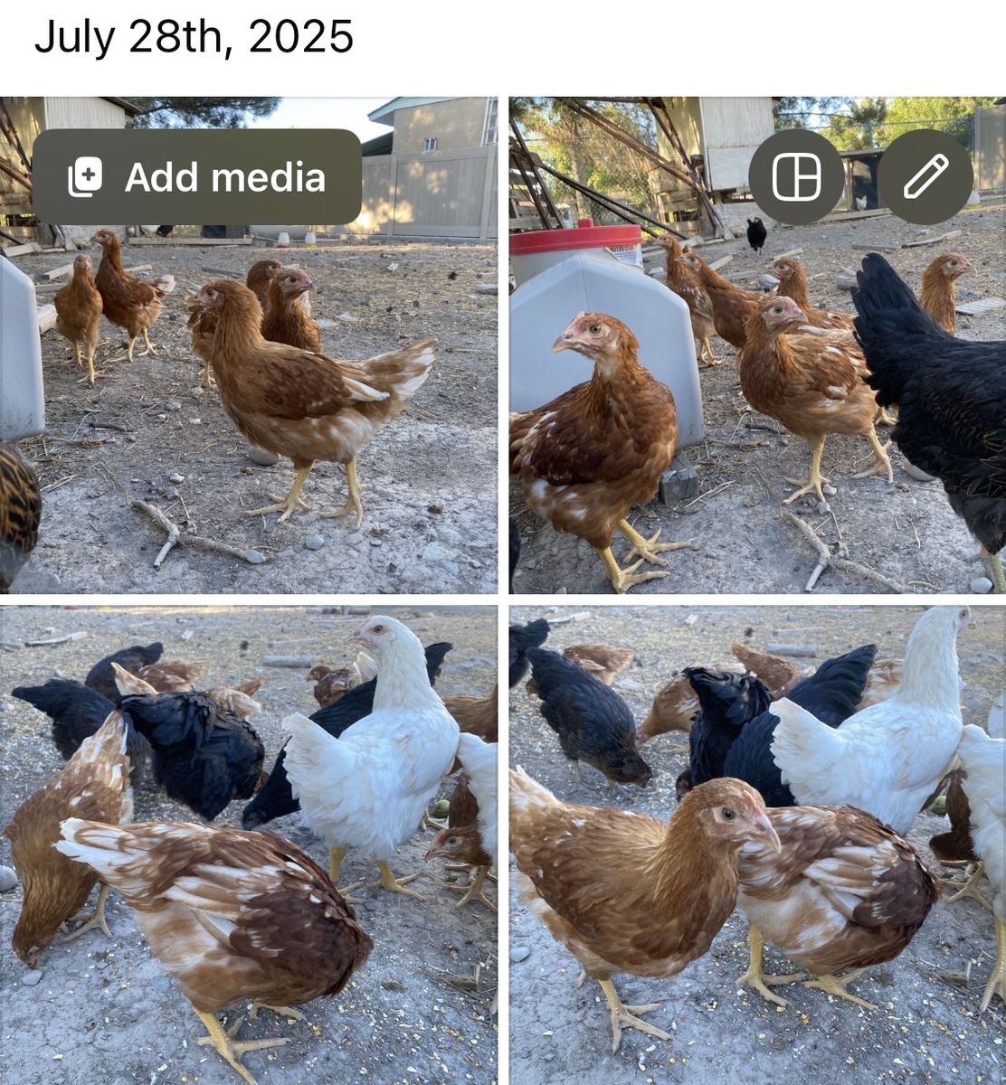 Flock of laying hens