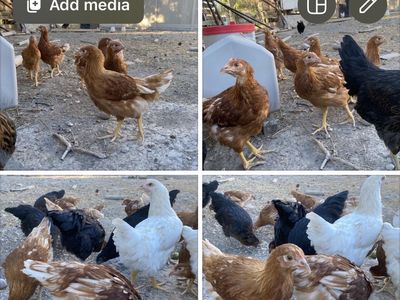Flock of laying hens