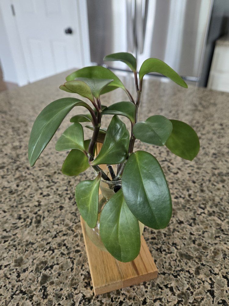 Peperomia Plant Cuttings