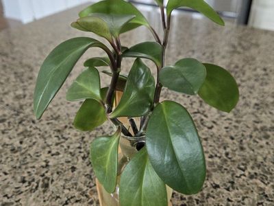 Peperomia Plant Cuttings