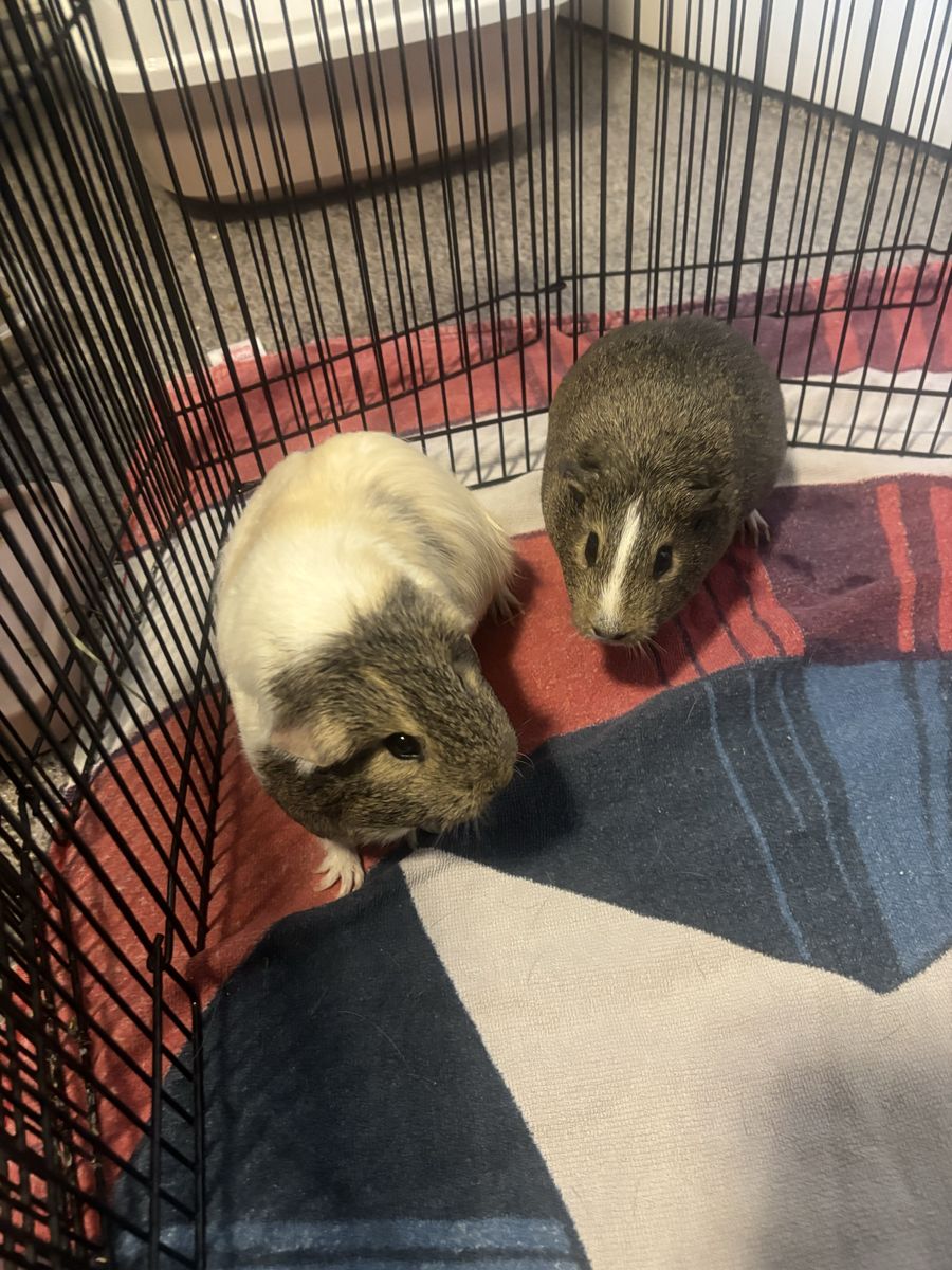 *FREE* Bonded pair of guinea pigs