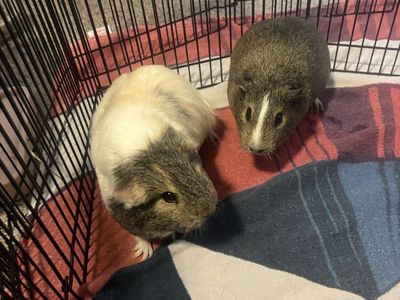 *FREE* Bonded pair of guinea pigs