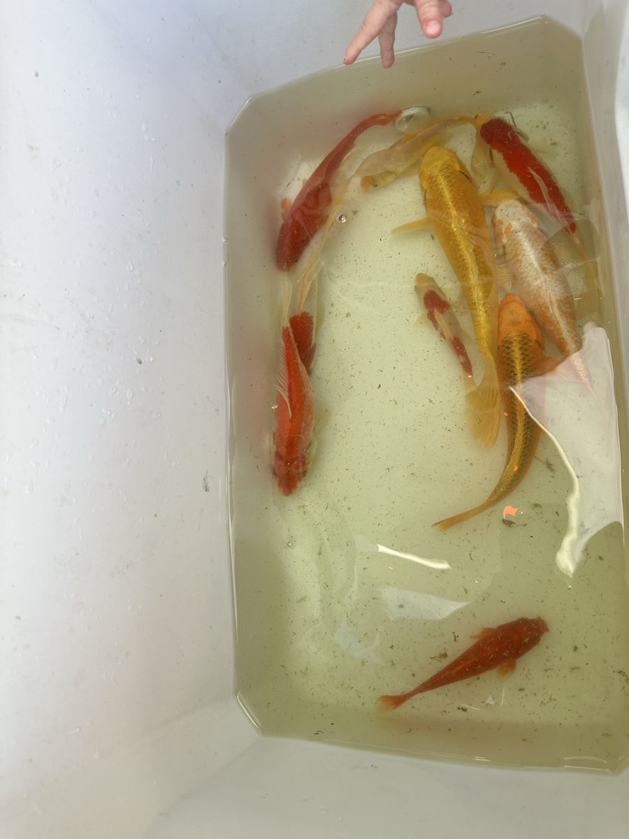 Koi fish