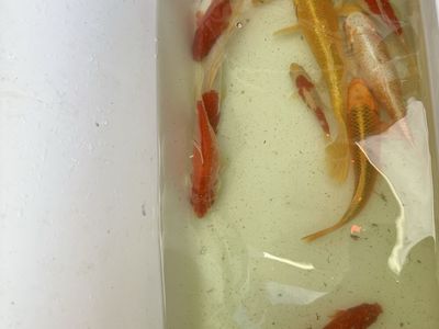 Koi fish