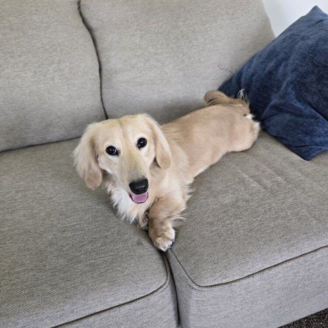 AKC English Cream Mini Dachshund Stud – $800 ***STUD ONLY***