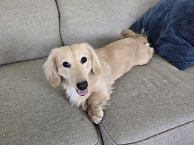 AKC English Cream Mini Dachshund Stud – $800 ***STUD ONLY***