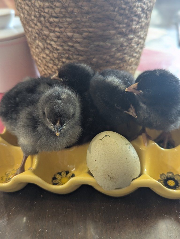 Olive Egger Chickens Chick Hen Silverruds Blue Roo