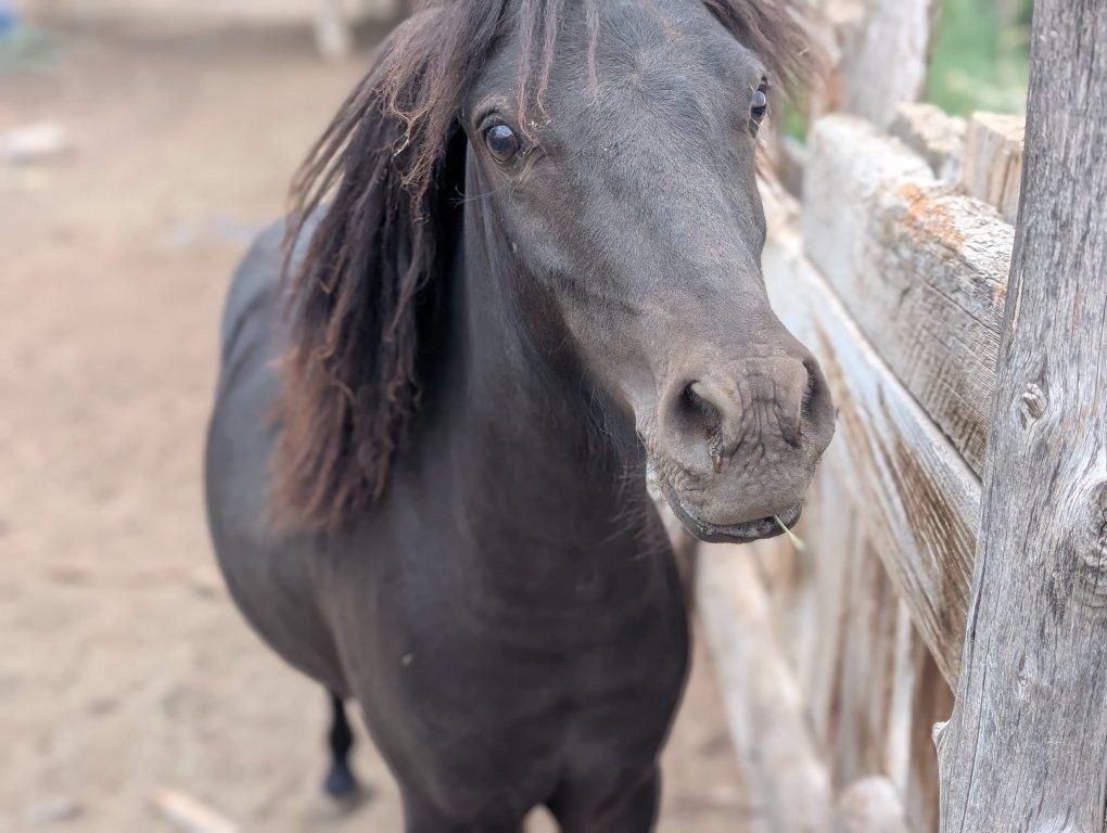Black Pony/Miniature Horse - Healthy, Well-Cared For, and Ready for a New Home