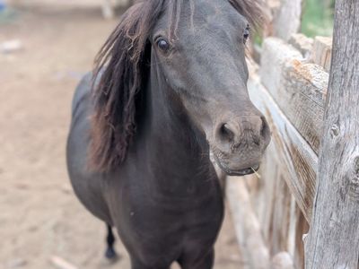 Black Pony/Miniature Horse - Healthy, Well-Cared For, and Ready for a New Home