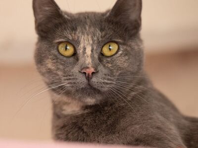 Hello my name is Ursula