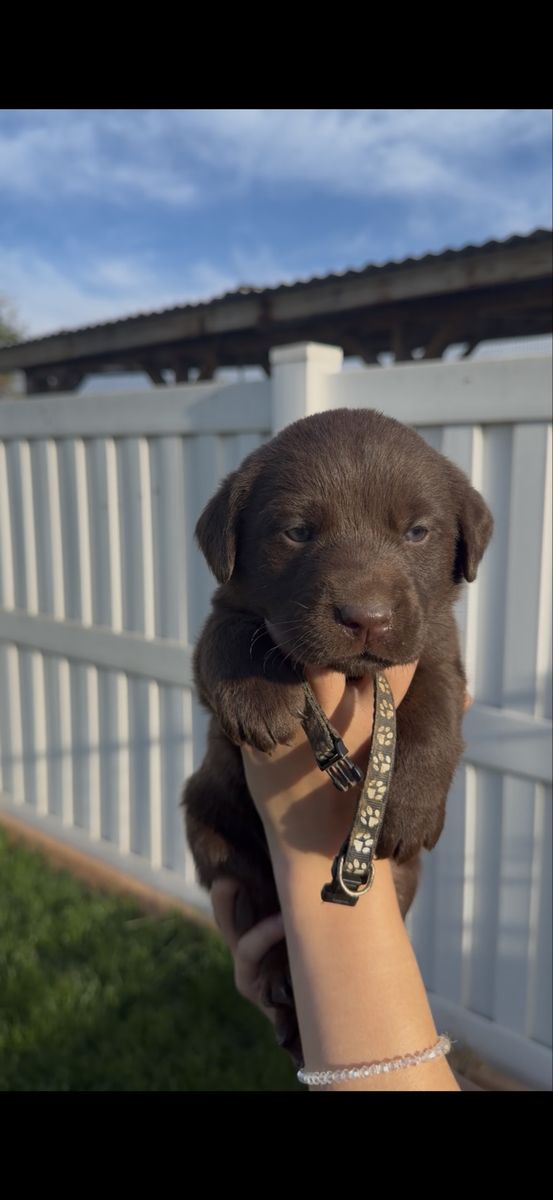 Lab puppies