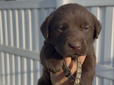 Lab puppies