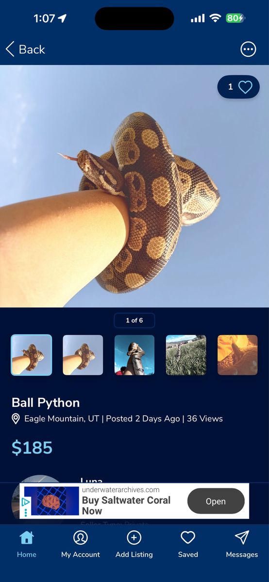 Ball Python 'Sienna' - Female, with 44 Gallon Tank & Accessories
