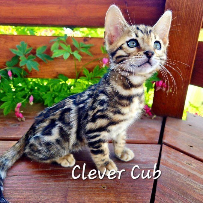Bengal Kittens - TICA Registered Snuggly & Playful