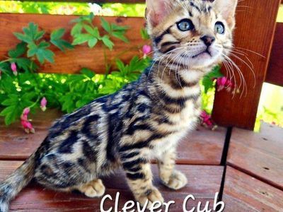 Bengal Kittens - TICA Registered Snuggly & Playful