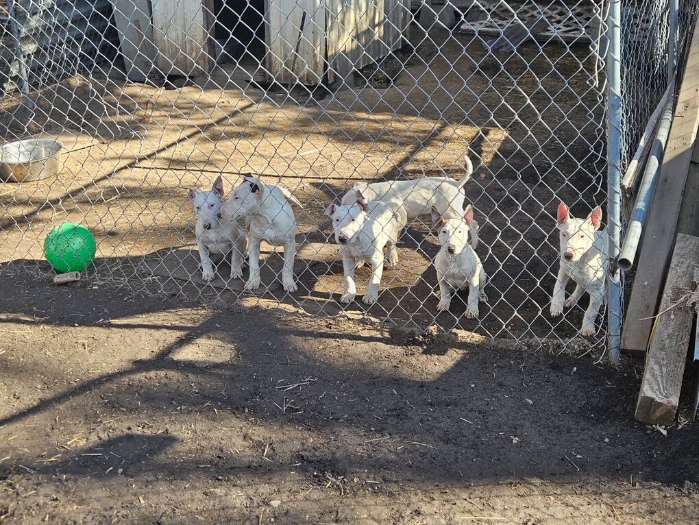 Bull Terrier Puppies