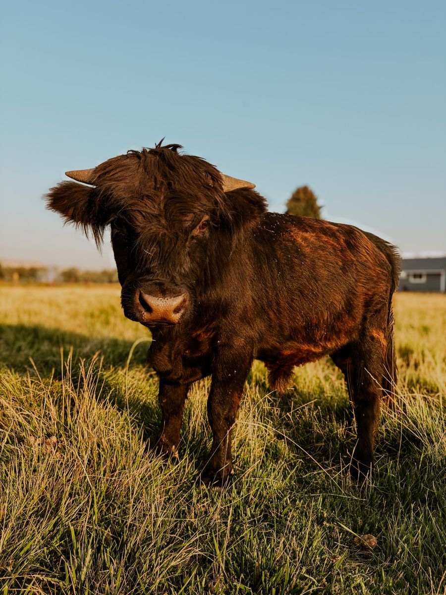Highland bull