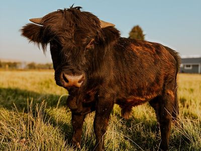 Highland bull