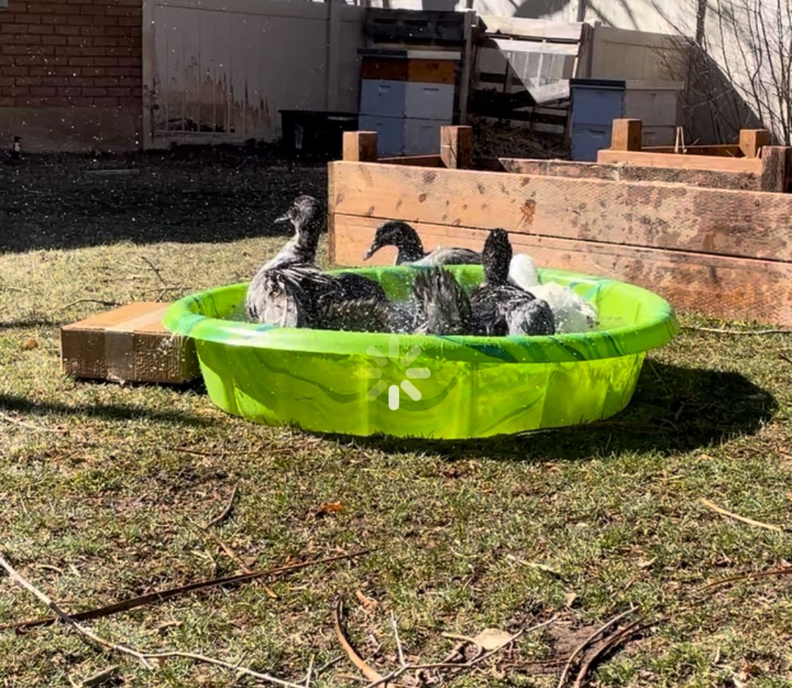 Want Fresh Eggs?? Ducks And Equipment