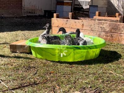 Want Fresh Eggs?? Ducks And Equipment