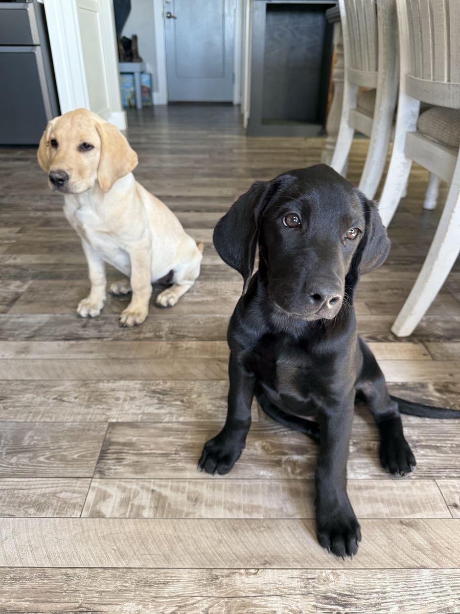 Adorable Black Labrador Retriever Puppies