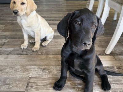 Adorable Black Labrador Retriever Puppies