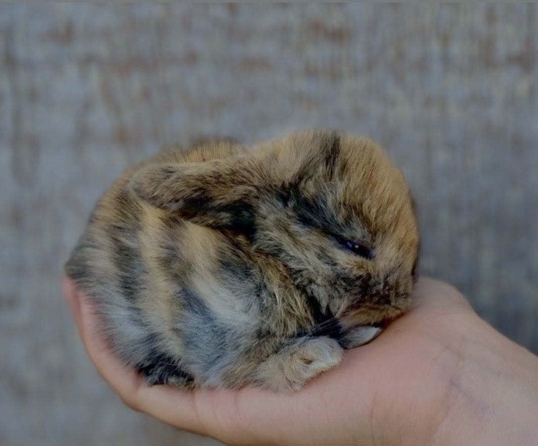 Holland Lops