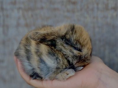 Holland Lops