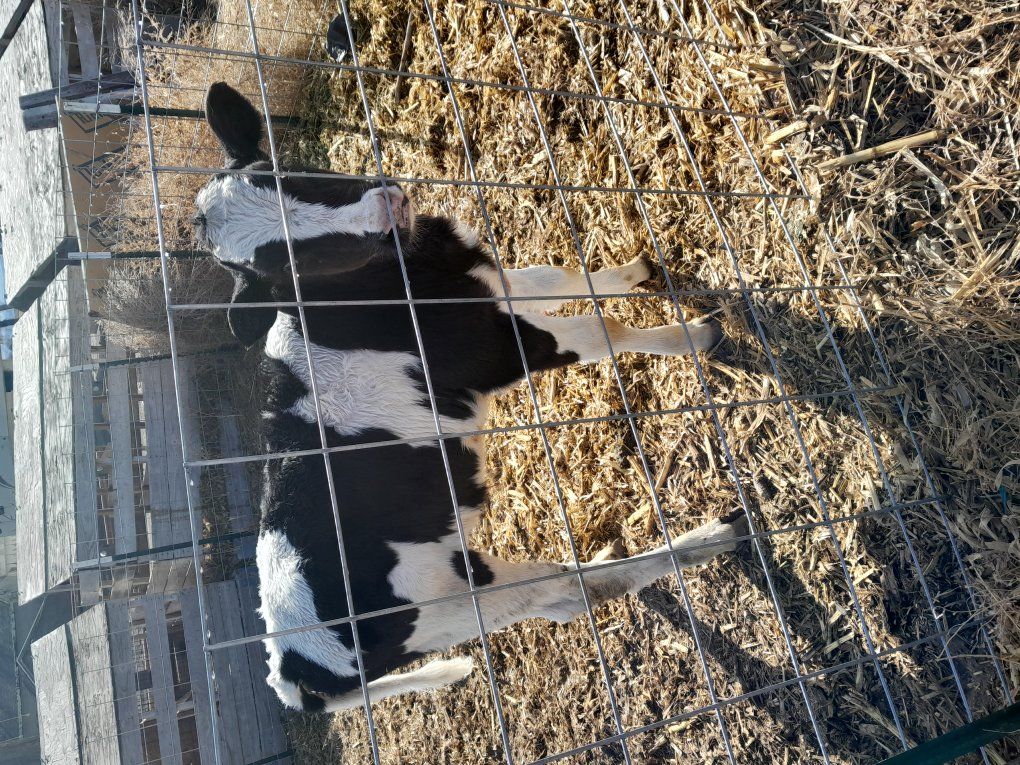 weaned calves