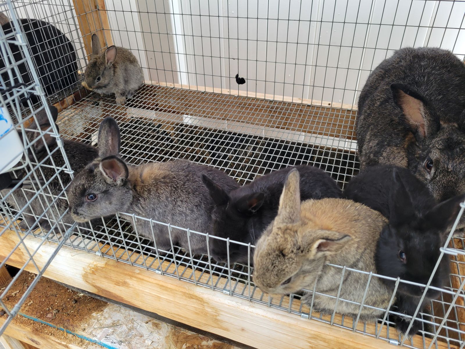 Rabbits and Hutches