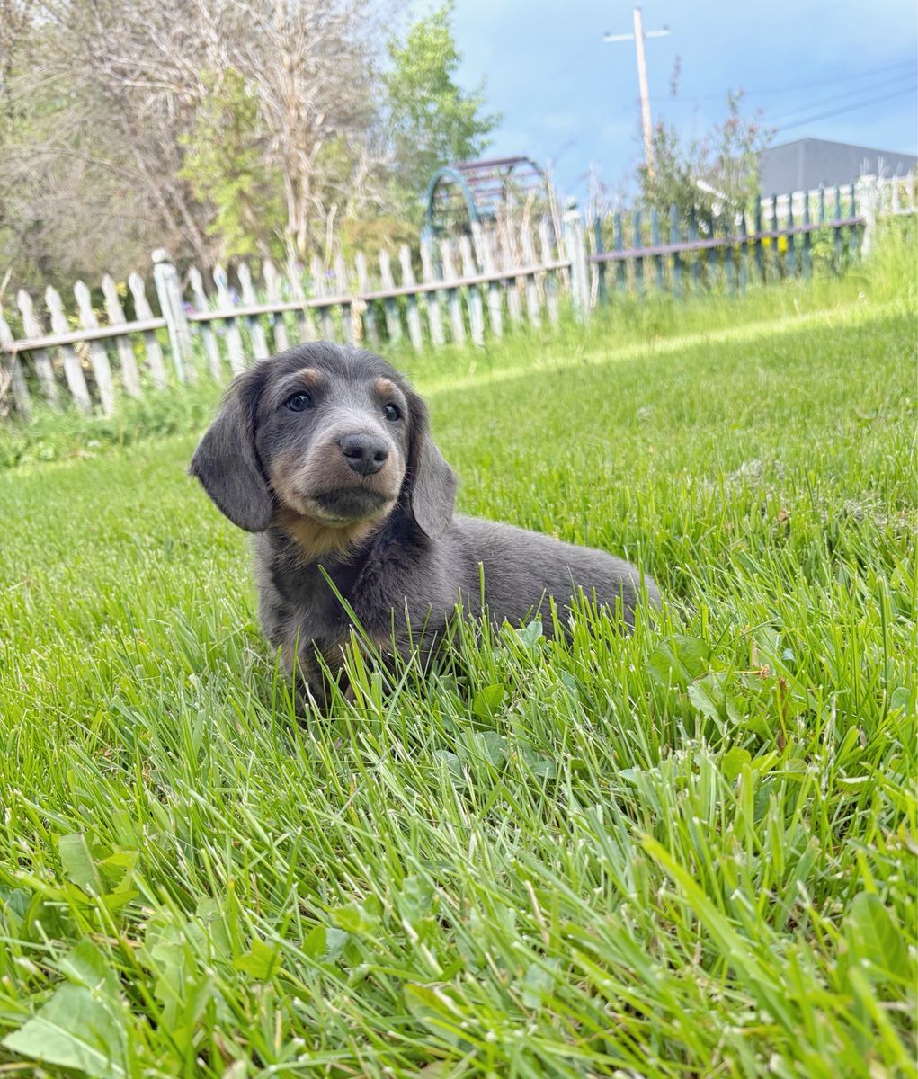Mini dachshund puppy