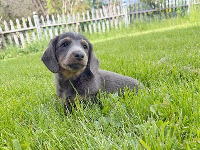 Mini dachshund puppy