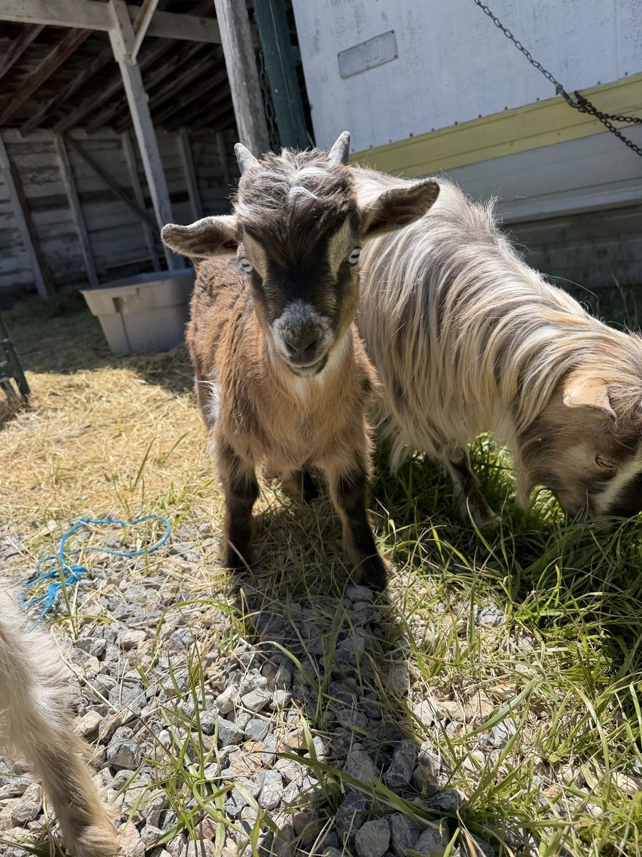 Mini silkie fainting buck