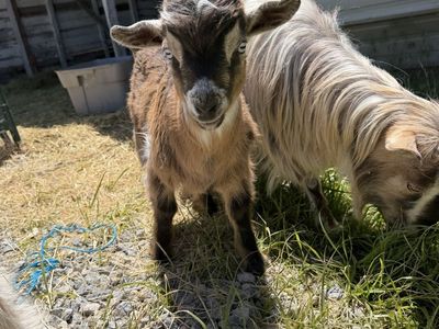 Mini silkie fainting buck