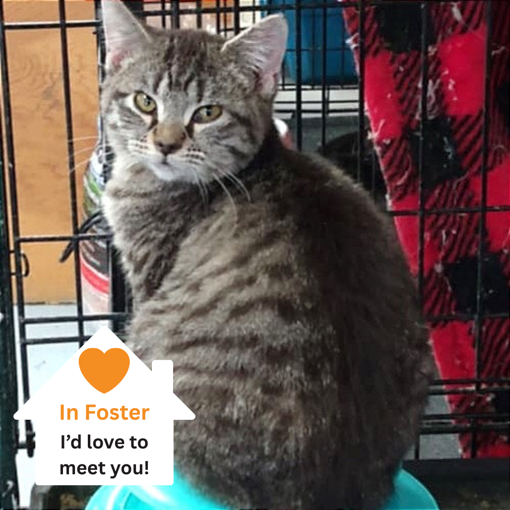 Hello my name is Little Muffin