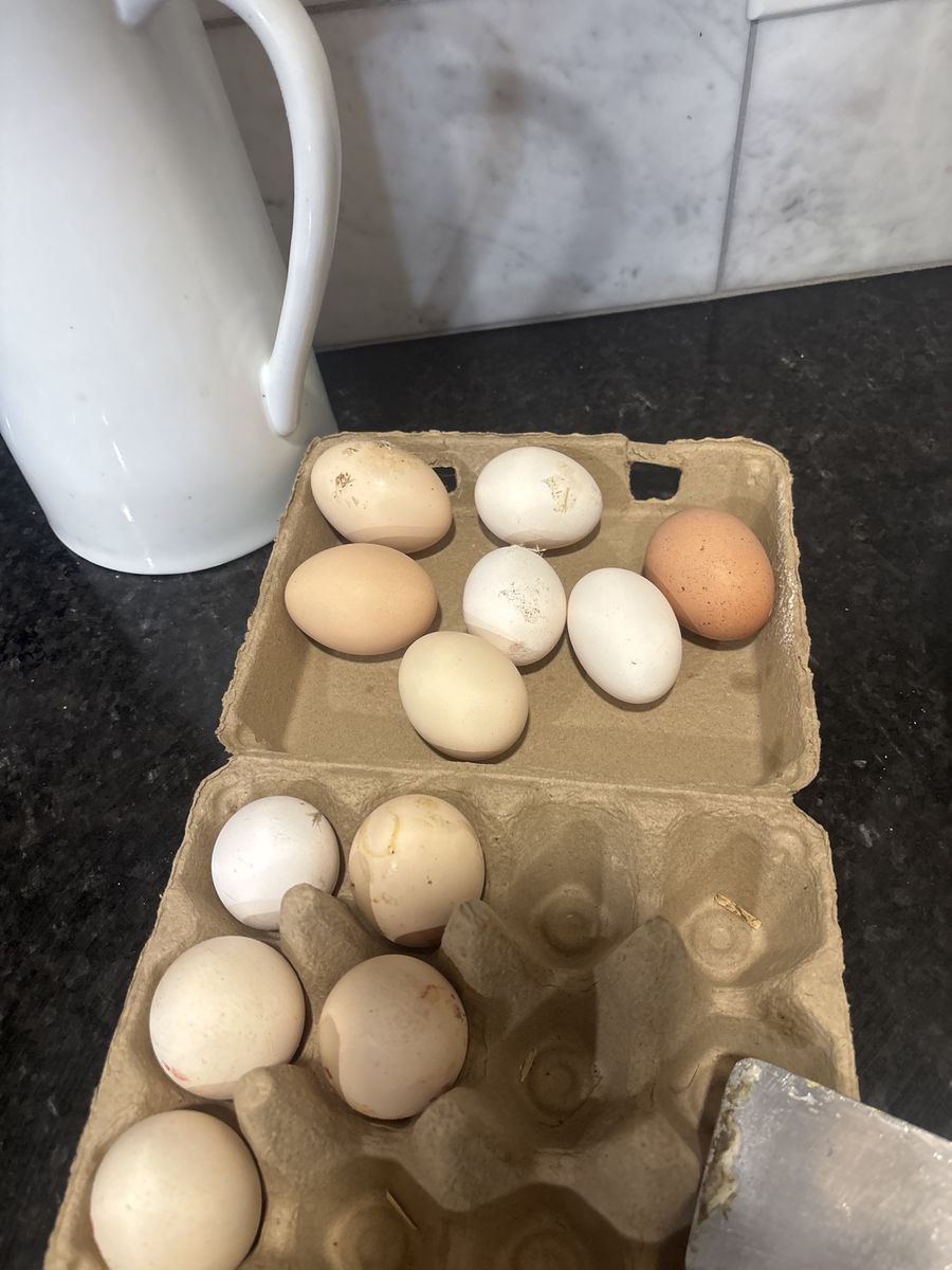 Fresh eggs