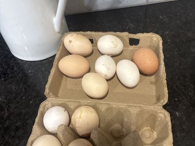 Fresh eggs